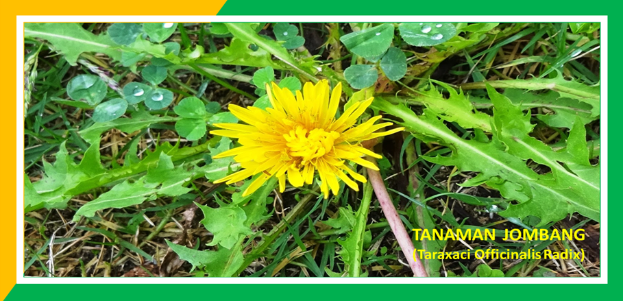 Khasiat Tanaman Jombang Obati Diabetes Khasiat Tanaman Jombang Obati Diabetes